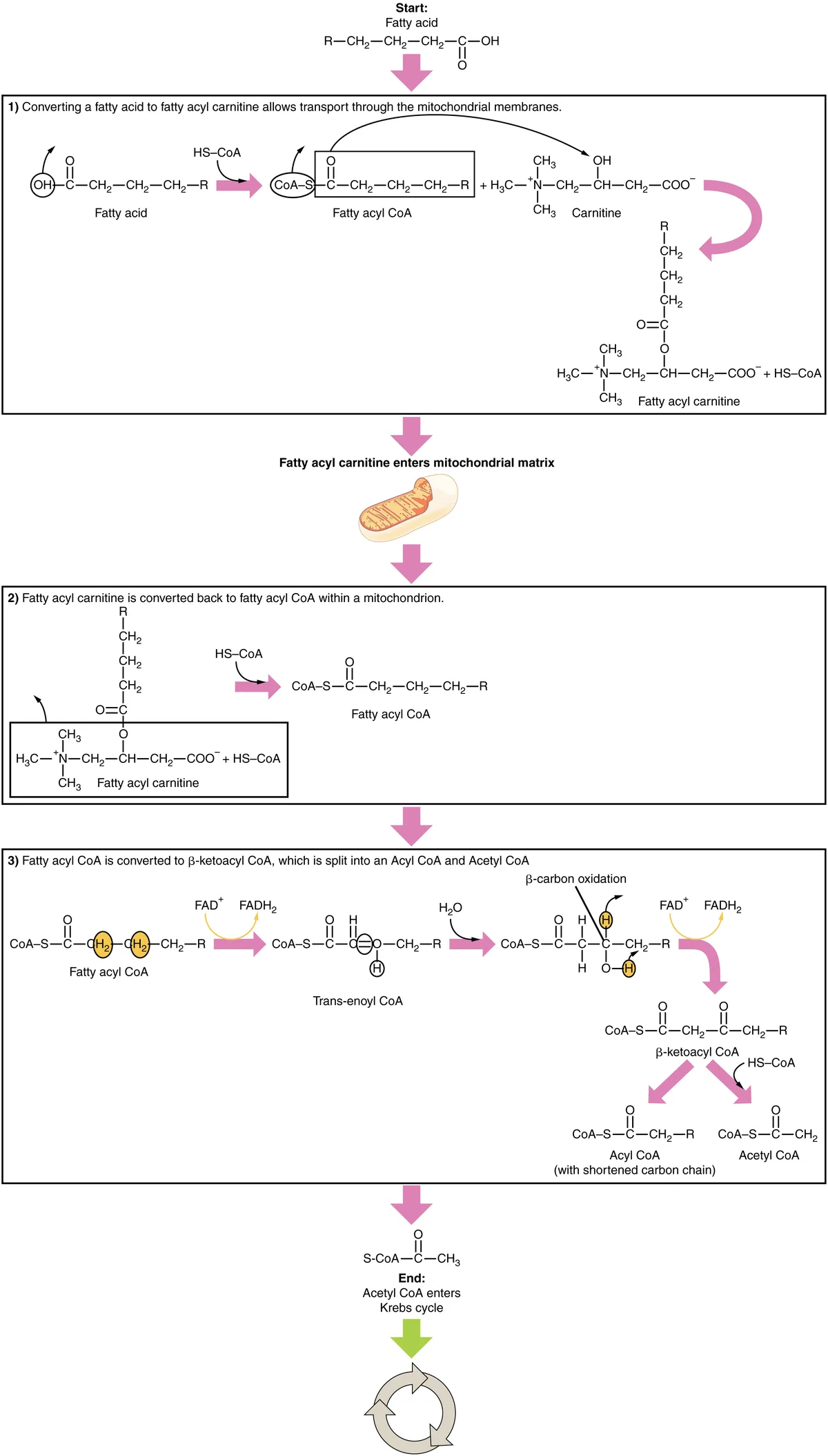 Ureter dan Kandung Kemih