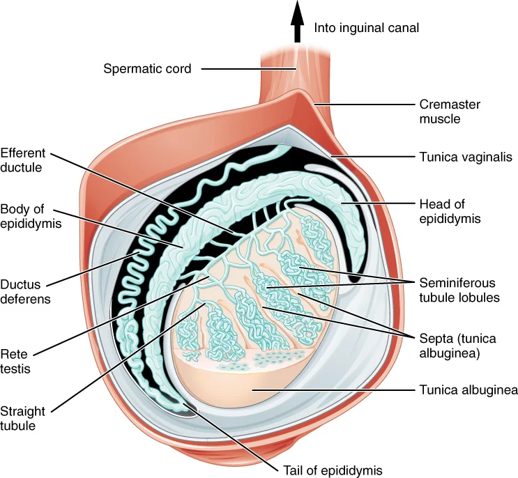 Testosteron: Sintesis dan Efek