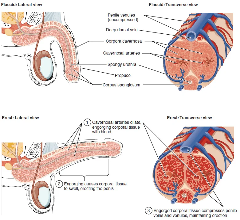 Organ Reproduksi Wanita