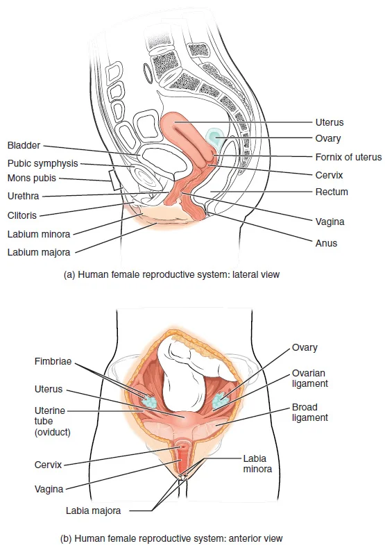 Siklus Menstruasi: Fase dan Hormon