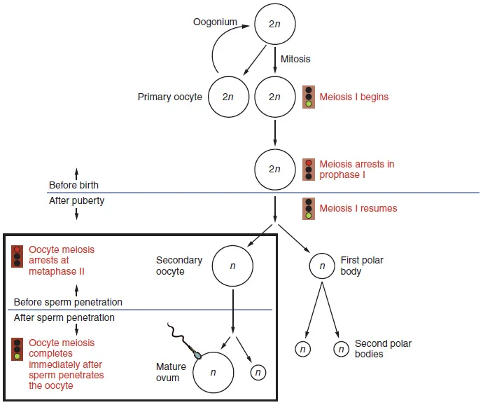Spermatogenesis & Testis