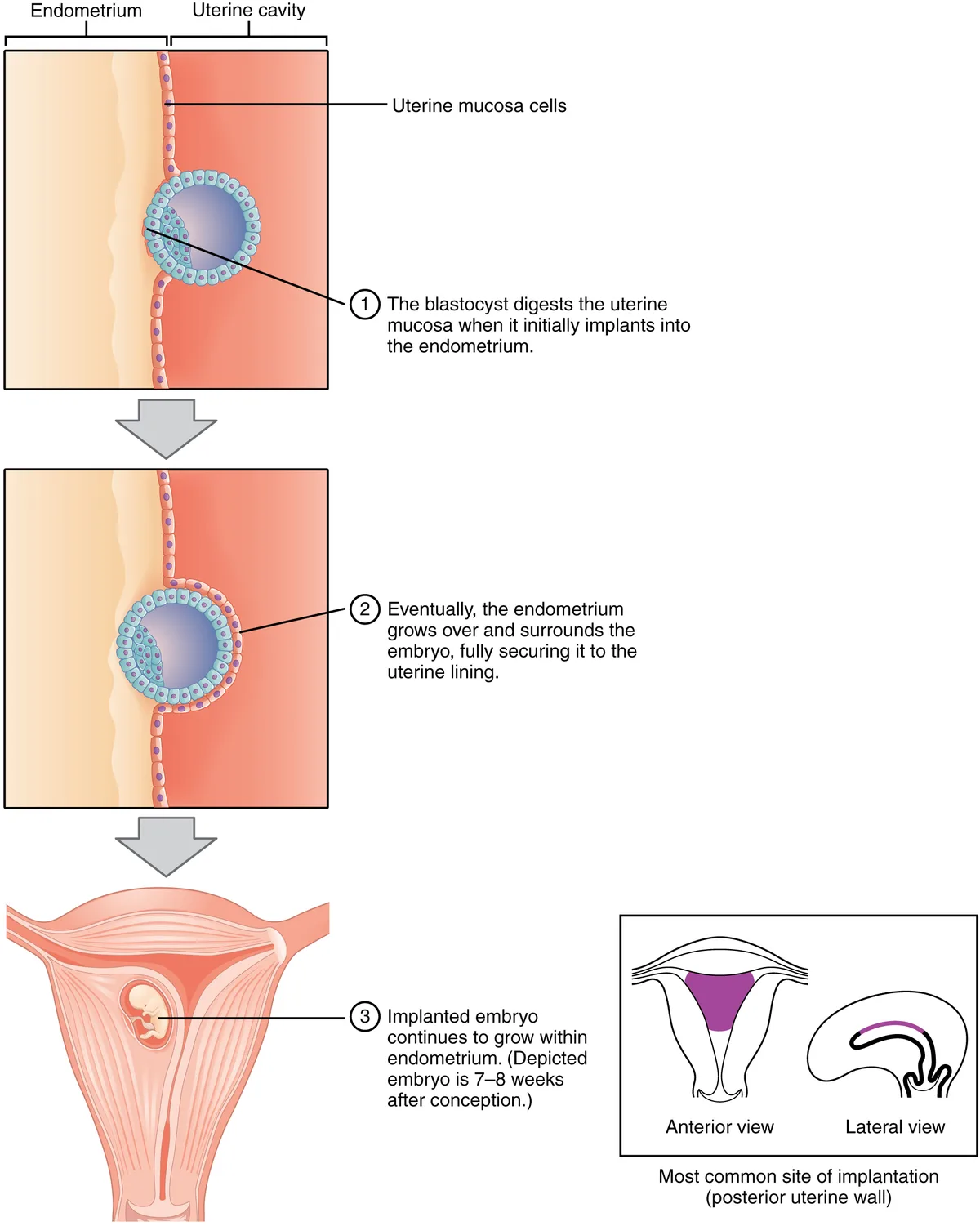 Siklus Menstruasi