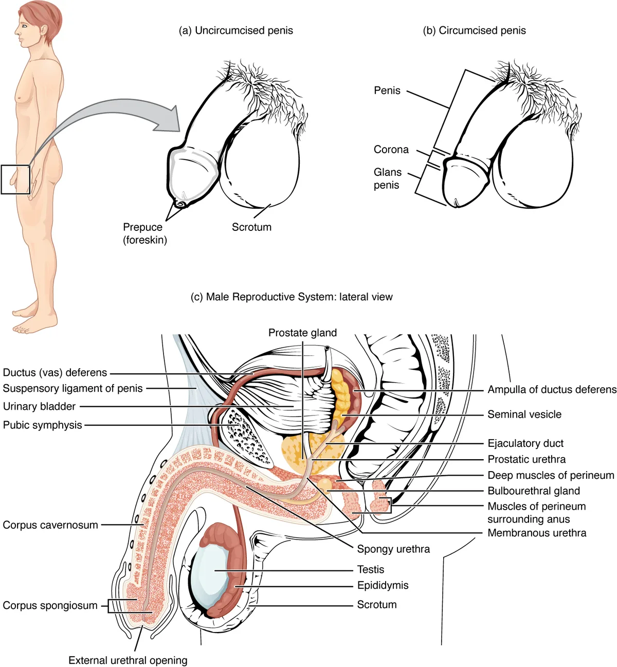 Testis dan Spermatogenesis