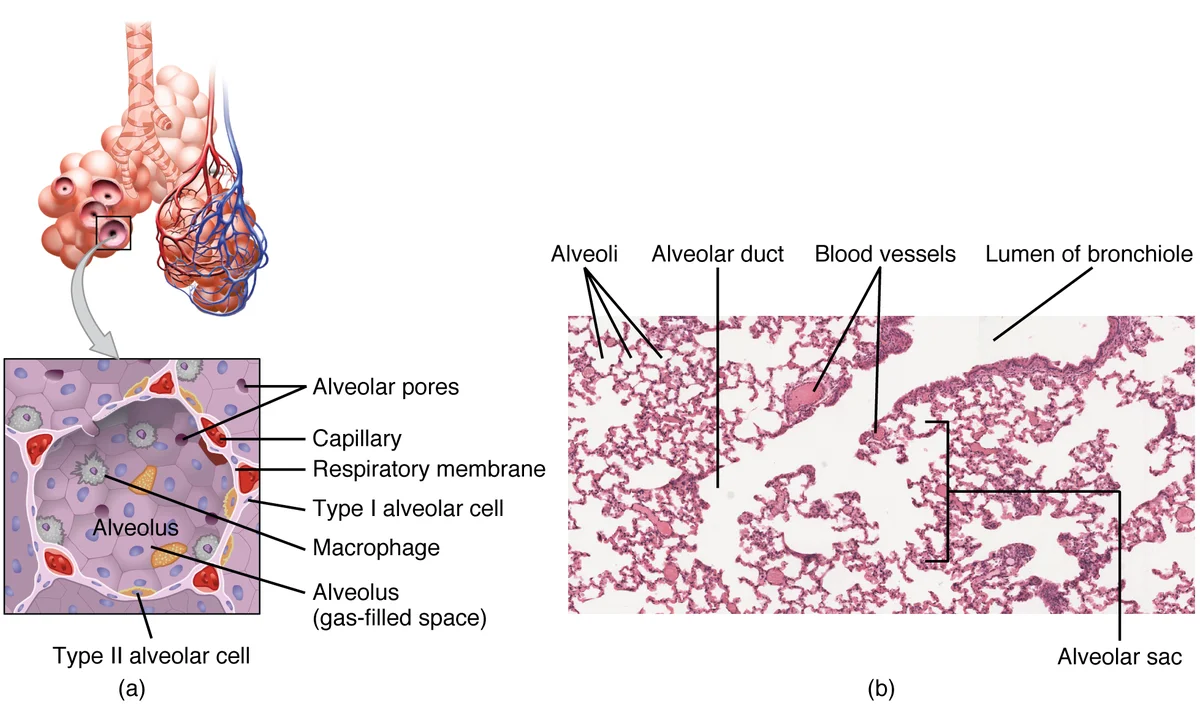 Alveolus dan Pertukaran Gas