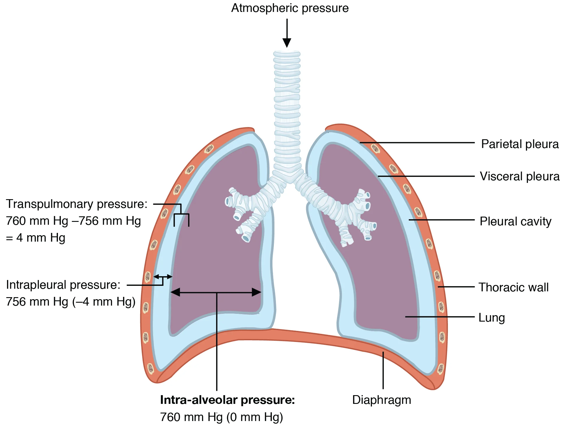Volume dan Kapasitas Paru — Spirometri