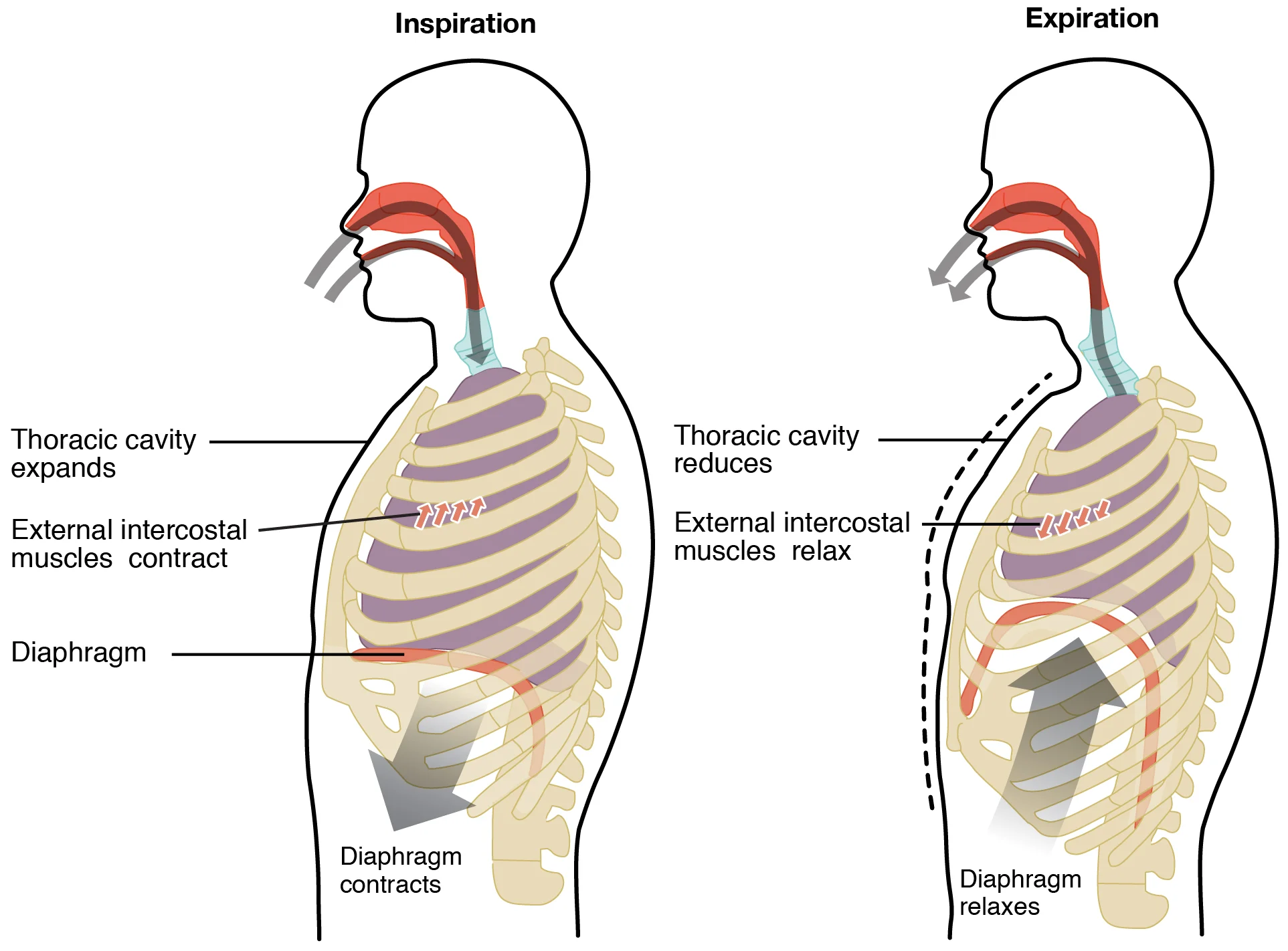 Transportasi Oksigen oleh Hemoglobin