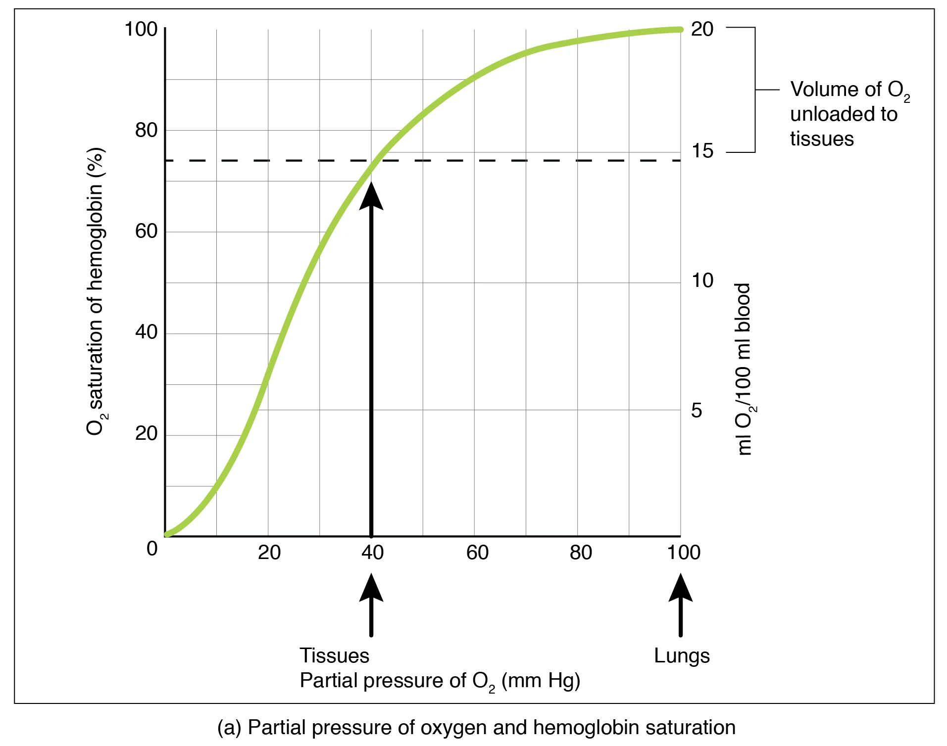 Kemoreseptor dan Regulasi Ventilasi