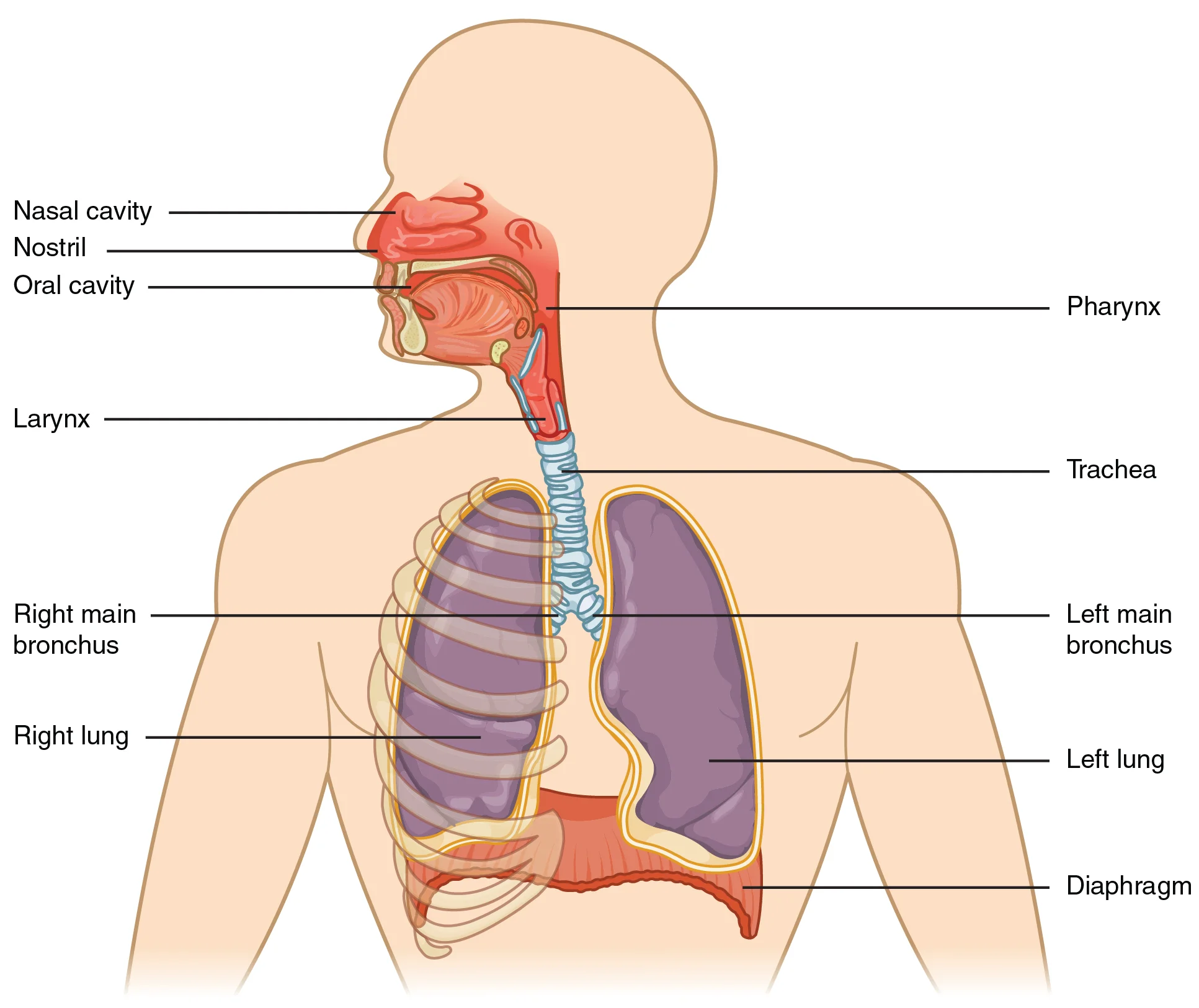 Anatomi Hidung dan Rongga Nasal