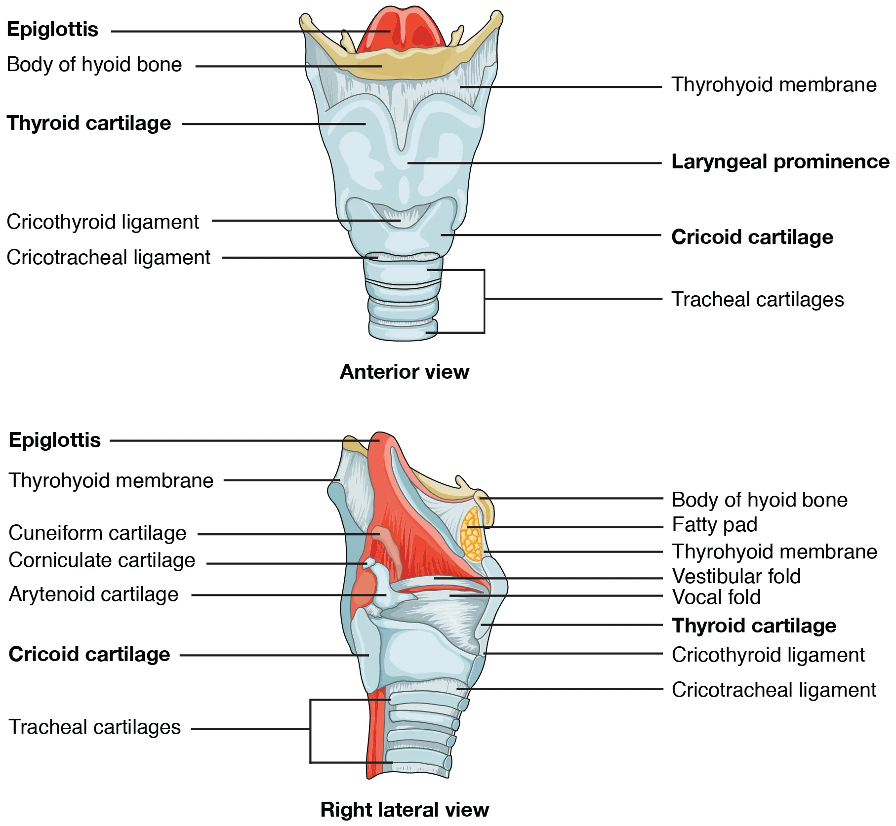 Trakea: Struktur dan Histologi
