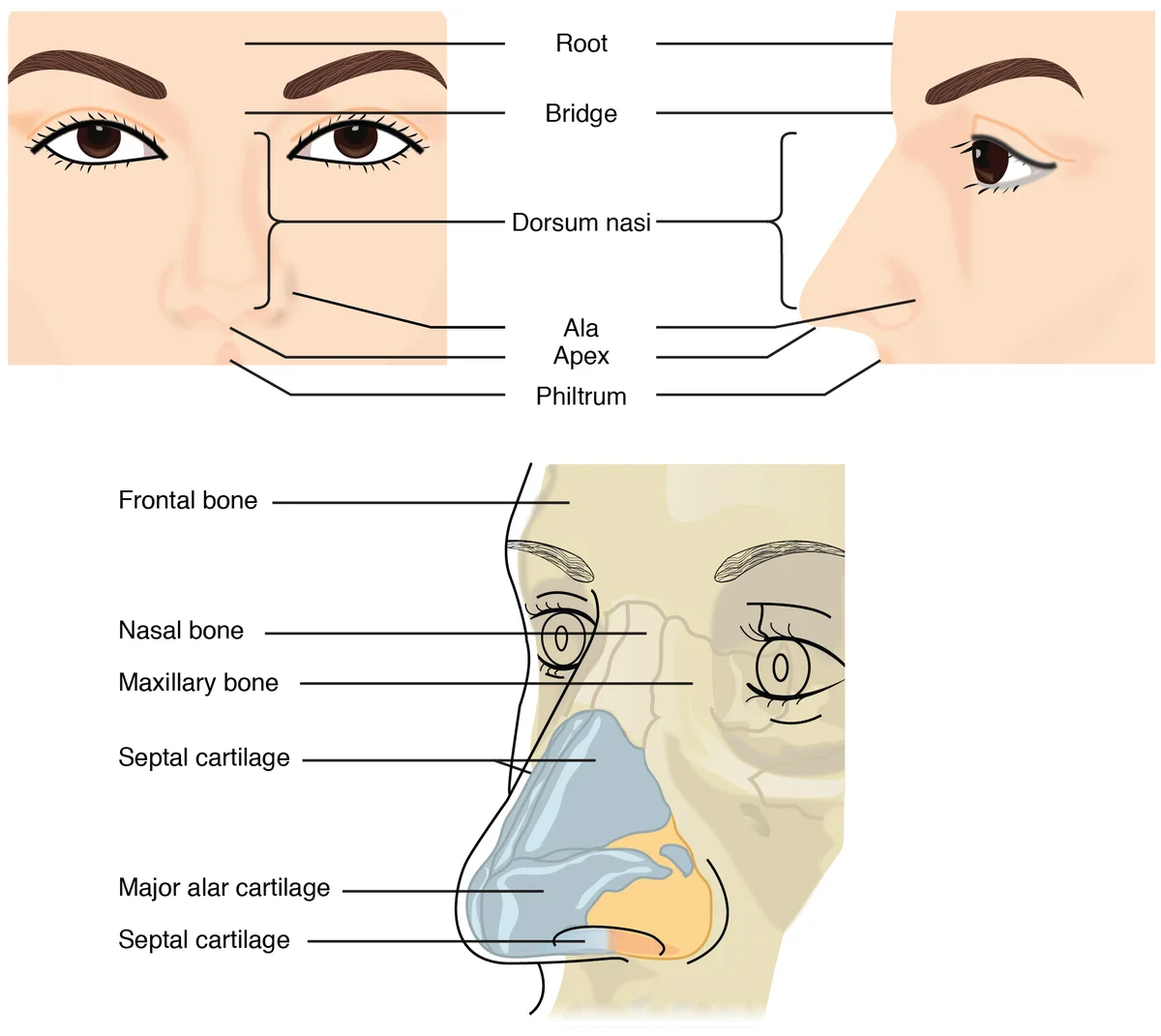Anatomi Hidung