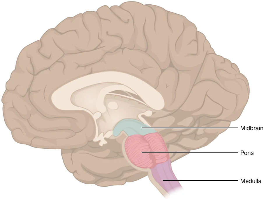 Batang Otak Midbrain Pons Medula