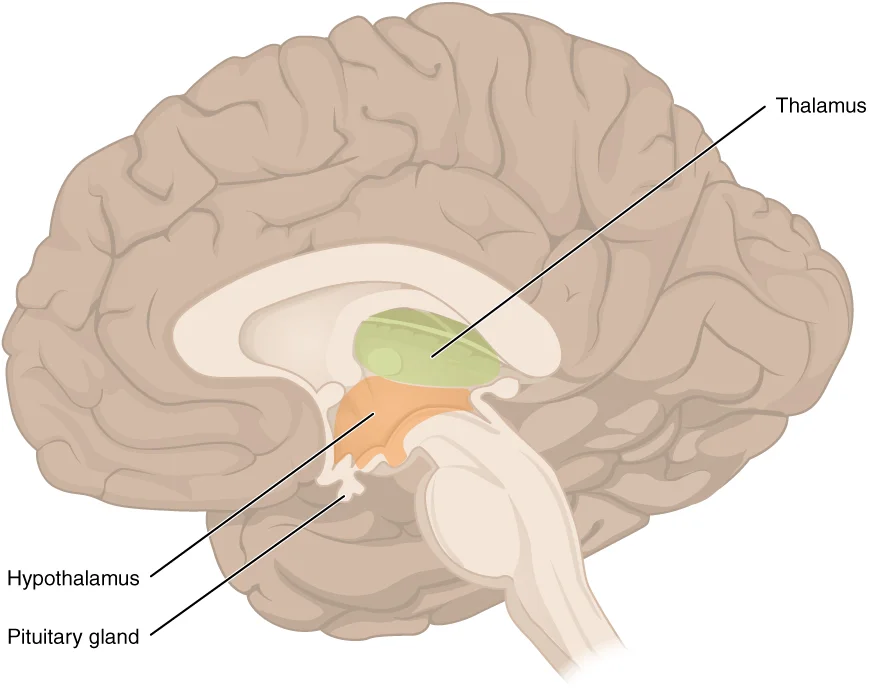 Diensefalon Talamus Hipotalamus