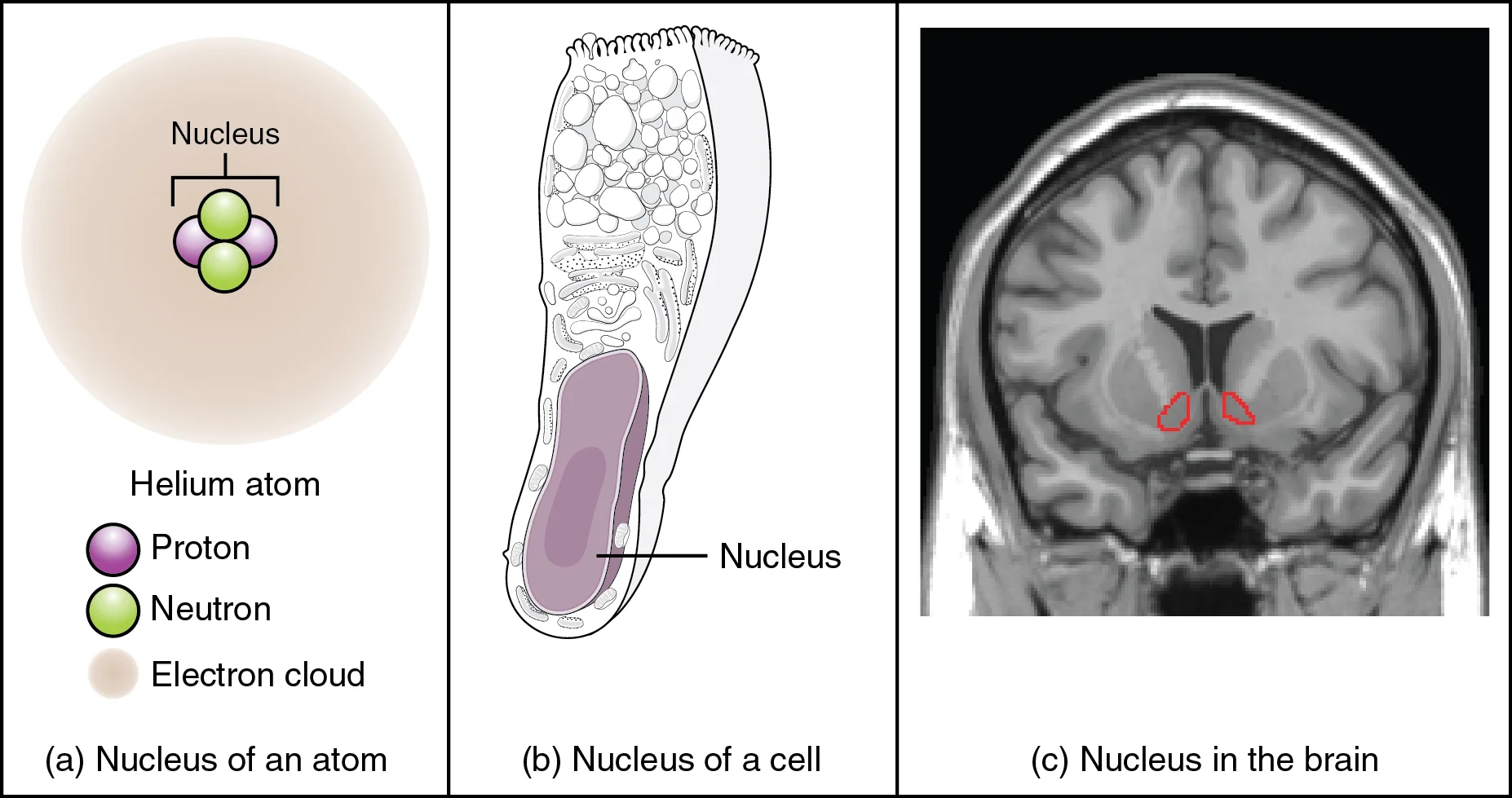Nukleus dalam Neuroanatomi SSP