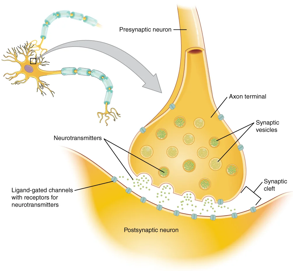 Sinaps Kimia & Neurotransmiter