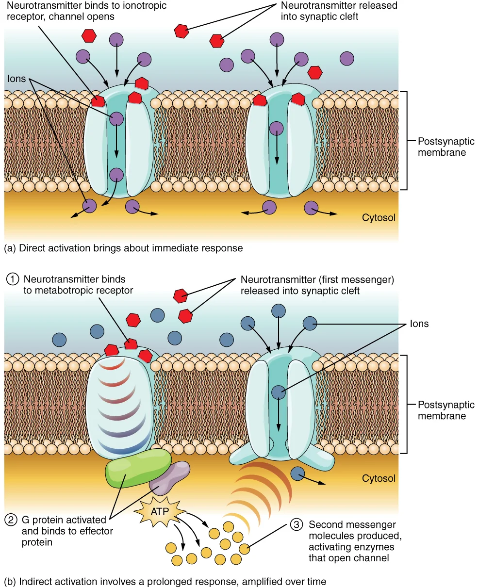 Reseptor Ionotropik vs Metabotropik