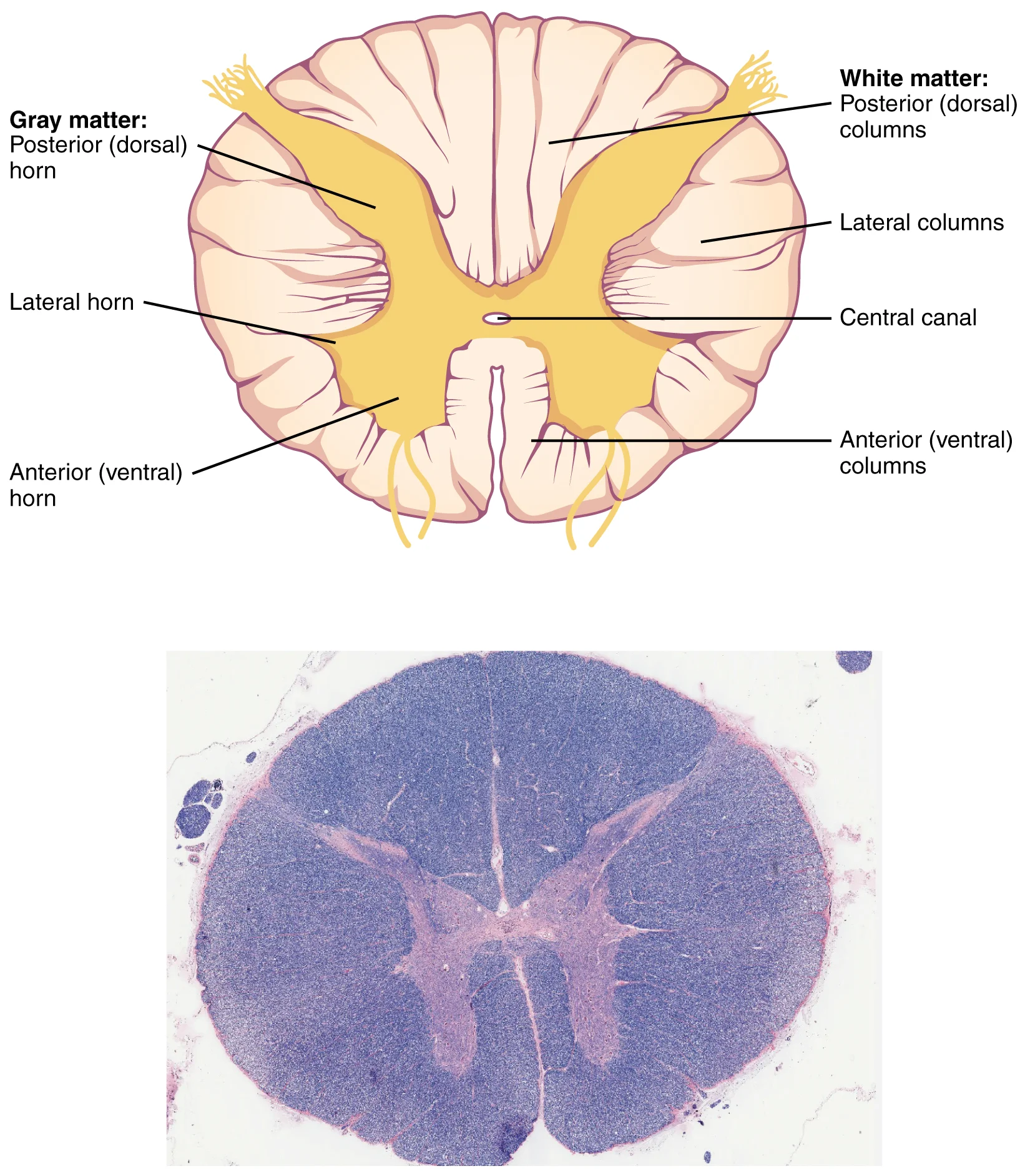 Medula Spinalis — Traktus & Sindrom