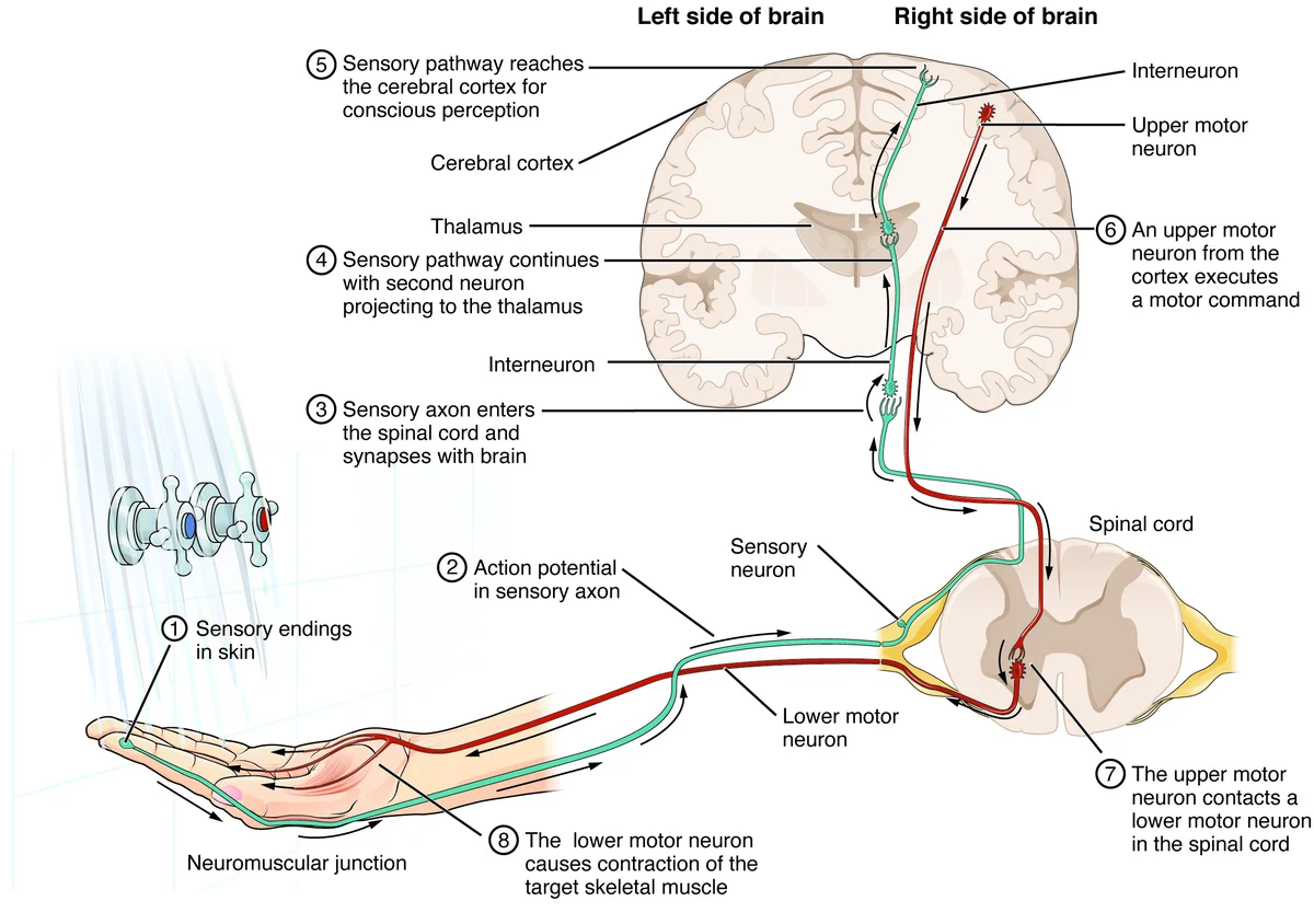 Anatomi Neuron dan Sel Glia